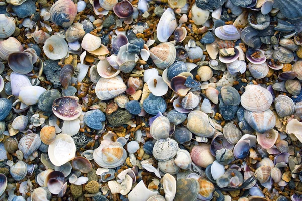 ムール貝のクローズ アップのテクスチャ — ストック写真