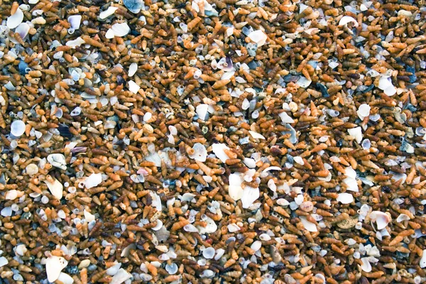 ムール貝のクローズ アップ — ストック写真