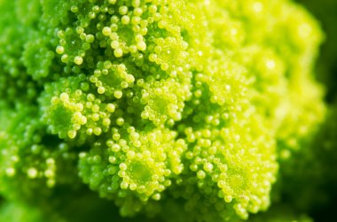 Broccolo romanesco