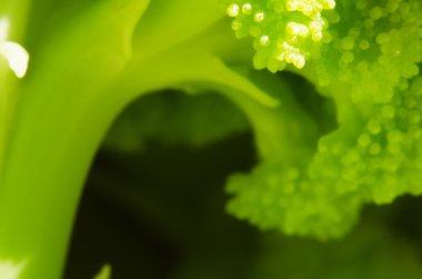 Broccolo romanesco