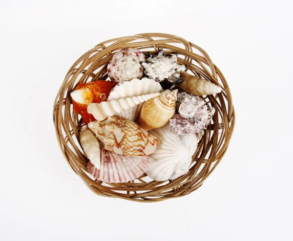 Shells in a basket
