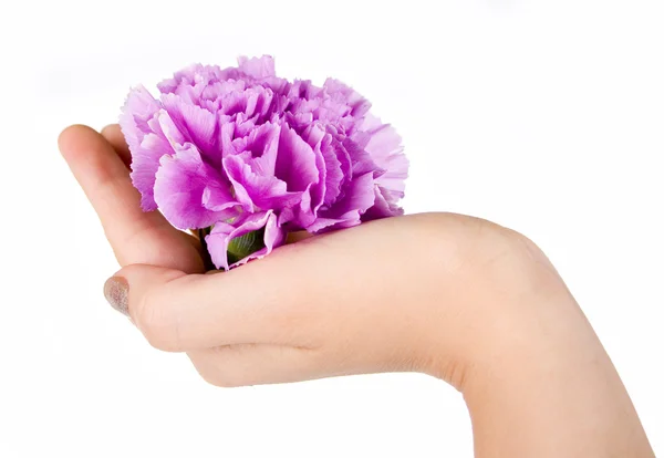 Purple flower in hand — Stock Photo, Image