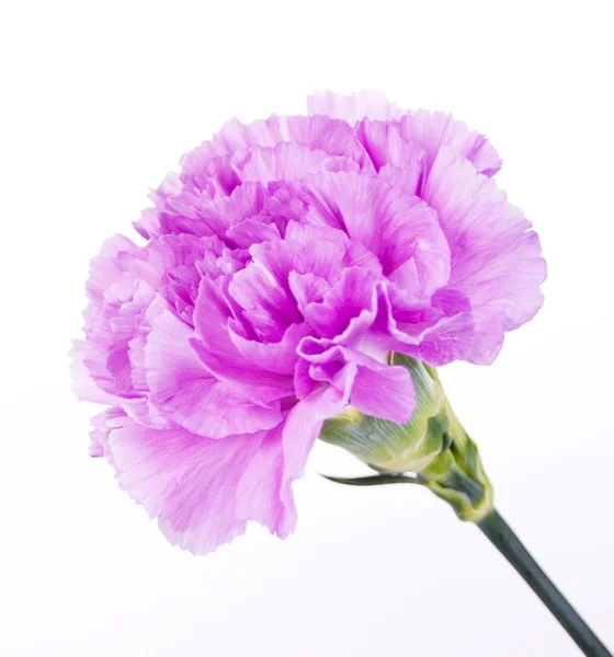 Пурпурный гвоздичный цветок — стоковое фото