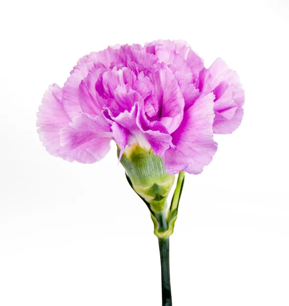 紫色のカーネーションの花 — ストック写真