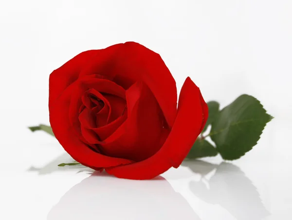 美丽的红玫瑰 — 图库照片