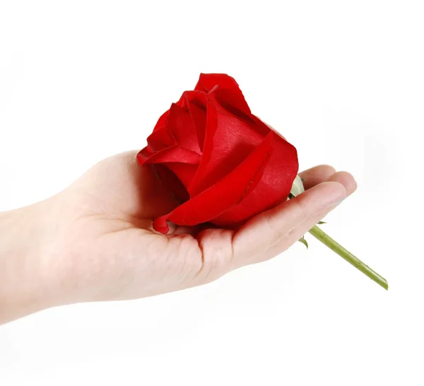 Beautiful red rose on hand — Stock Photo, Image