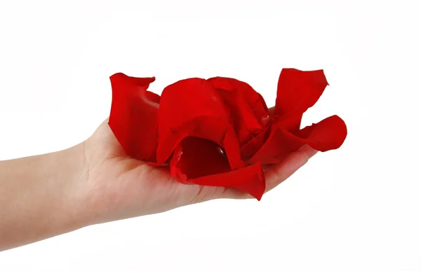 Rosenblätter in der Hand — Stockfoto