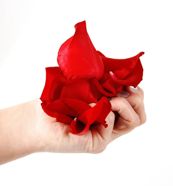 Rosa kronblad i hand — Stockfoto