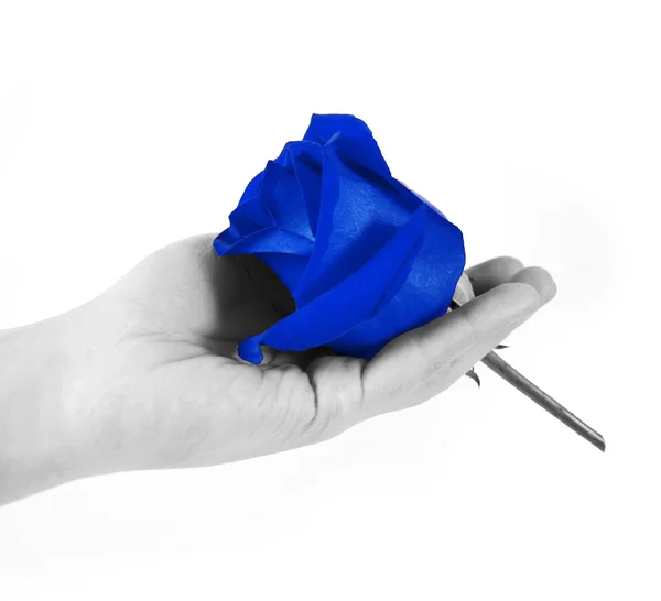 Błękitna róża w ręku — Zdjęcie stockowe