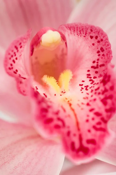 Τροπικό orchid close-up — Φωτογραφία Αρχείου