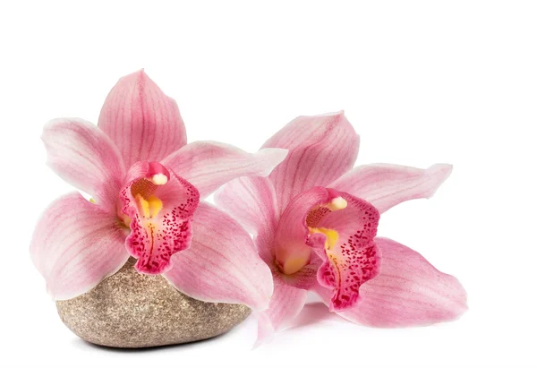 Tropické orchideje s kamenem pro lázně — Stock fotografie