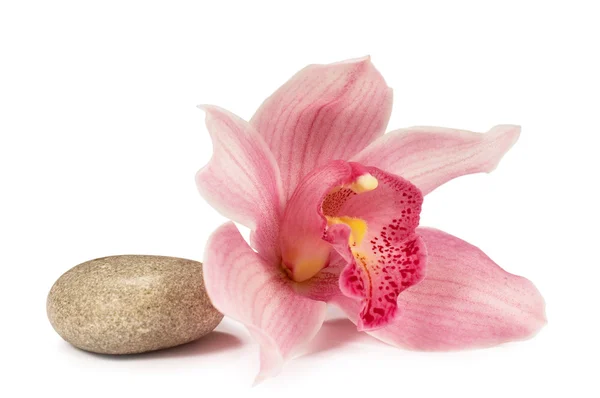 Тропическая орхидея с камнем для спа — стоковое фото
