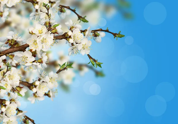 Abrikoos blossoms — Stockfoto