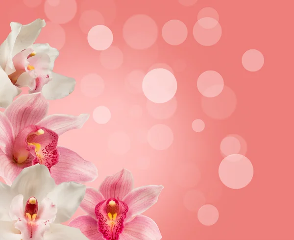 Tropické orchideje — Stock fotografie
