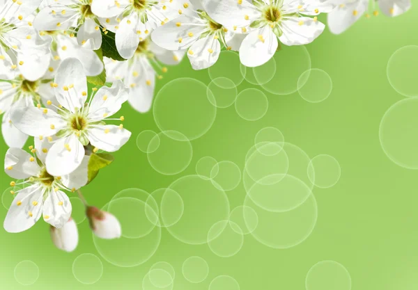 Háttér cseresznyevirággal — Stock Fotó