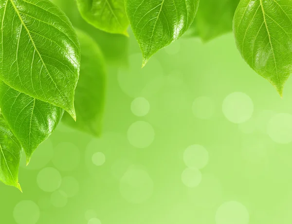 Floral bakgrund med färska gröna blad — Stockfoto