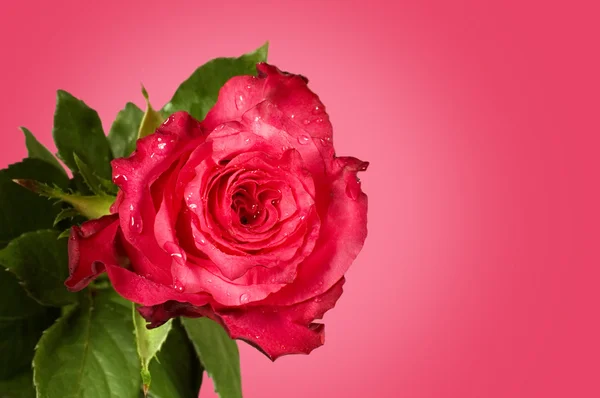 Роза на рожевому фоні — стокове фото