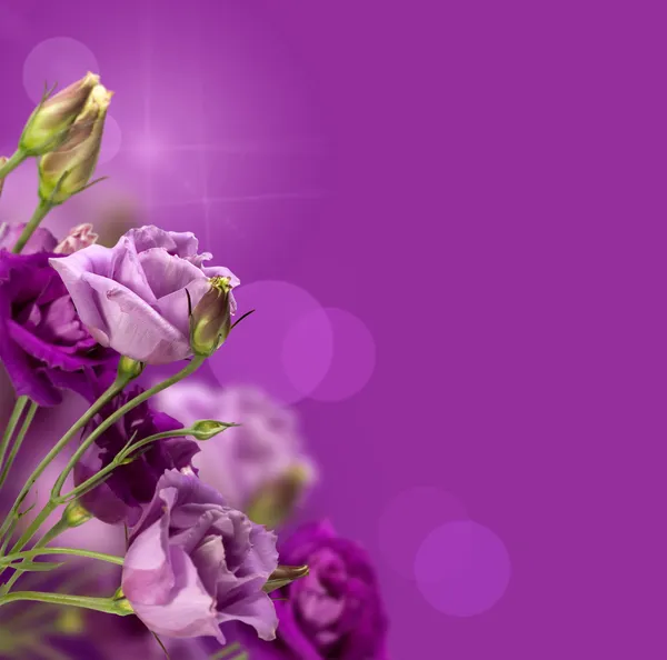 Волшебные фиолетовые цветы — стоковое фото