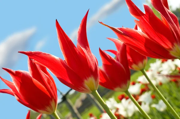 Tulipes rouges sur fond bleu ciel — Photo