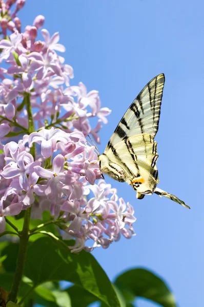 Hermosa mariposa sobre flores lila — Foto de Stock
