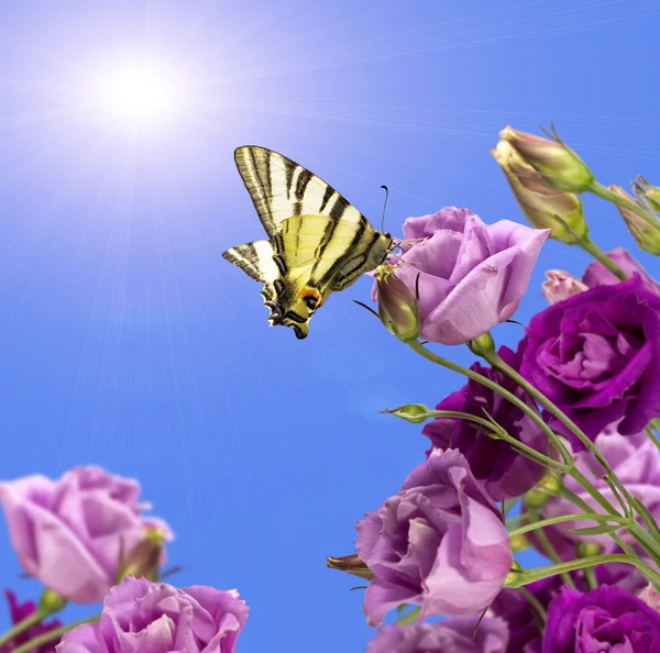 Purple flowers with a butterfly — Stock Photo, Image