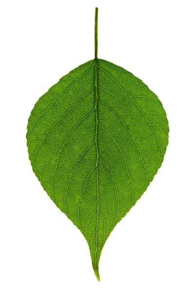 一枚緑の葉 — ストック写真