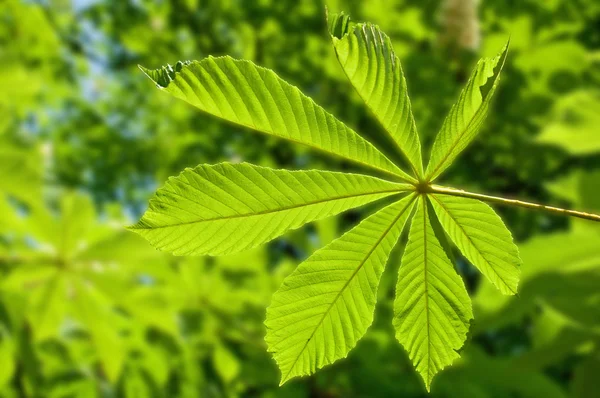 Güneşli bir kestane ağacı — Stok fotoğraf