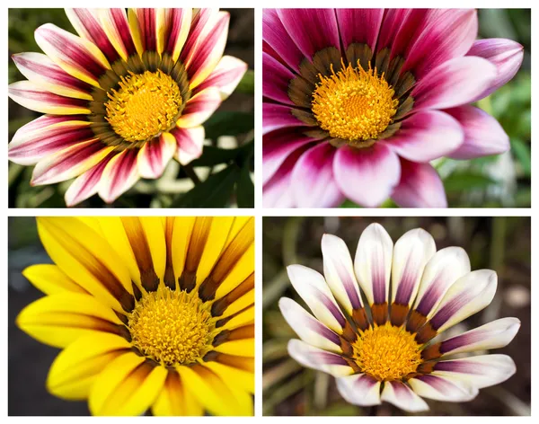 Blomma daisy samling — Stockfoto