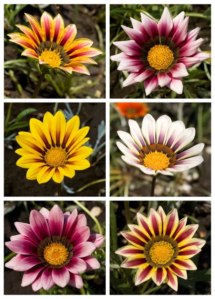 데이지의 꽃 모음 — 스톡 사진