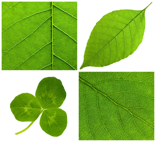 Sammlung von grünen Blättern — Stockfoto