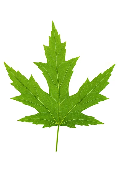 Maple Leaf — Stock Photo, Image