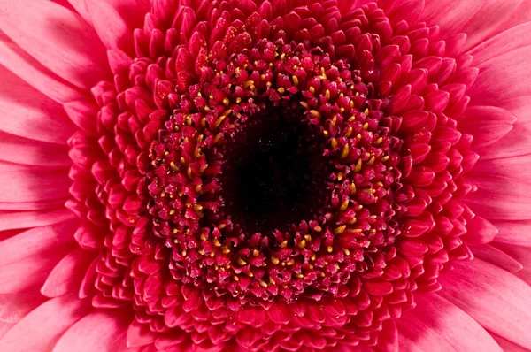 Detail růžová gerbera — Stock fotografie