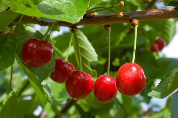 stock image Cherries