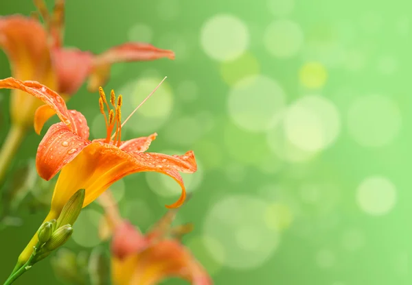 Lily flowers with the background — Stock Photo, Image