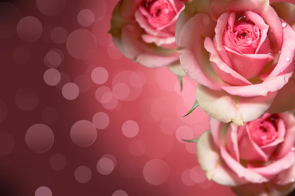 Roses.floral design — Stock Photo, Image