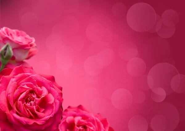 Roses with border design — Stock Photo, Image