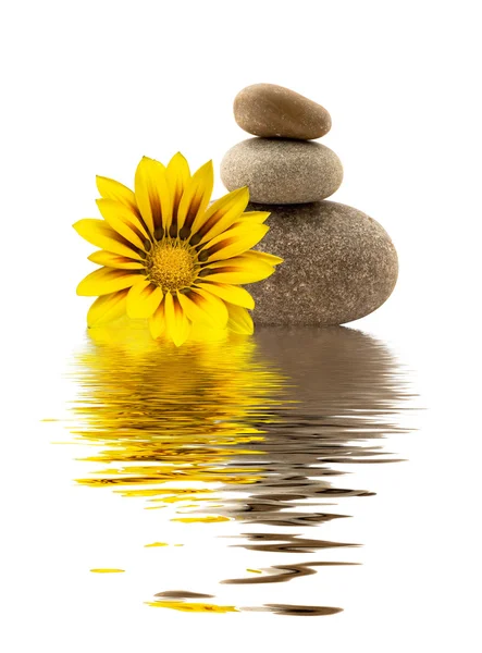 Спа камені з жовтою квіткою — стокове фото
