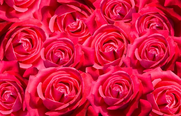 Фон из роз — стоковое фото