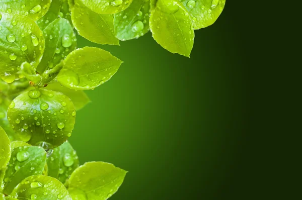 Bladen i vattendroppar — Stockfoto