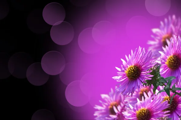 Flores roxas — Fotografia de Stock