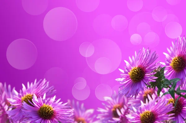 Paarse bloemen — Stockfoto