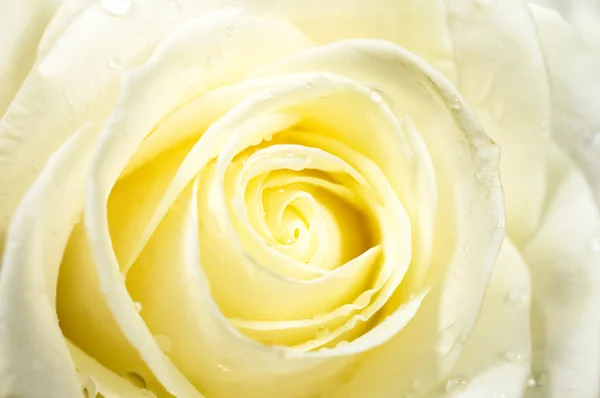 Rosas close-up — Fotografia de Stock