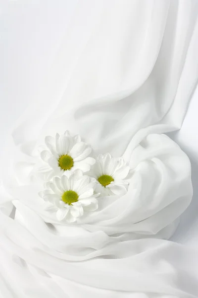 Trzy białe chryzantemy — Zdjęcie stockowe
