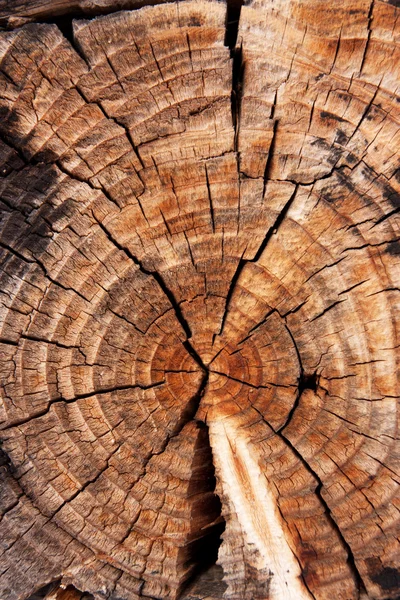 木製のログ — ストック写真