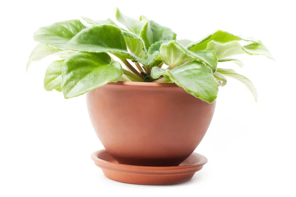 Green plant — Stock Photo, Image
