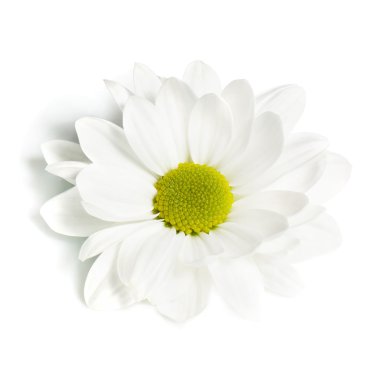 Chrysanthemum clipart