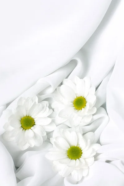 Three chrysanthemum — Stock Photo, Image