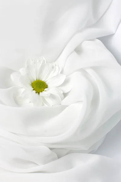 Chrysanthemum — Stock Image Chrysanthemum Stock Picture