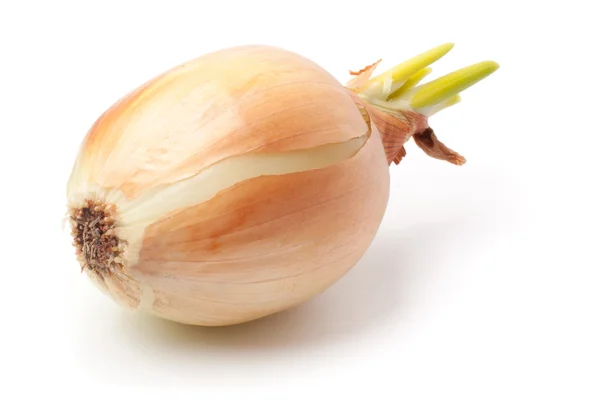 stock image Sprouting onion