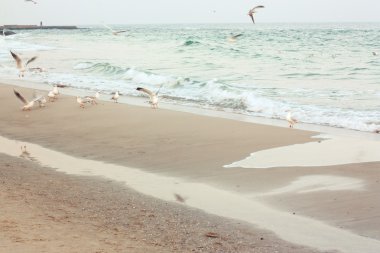 martı ile pastel deniz manzarası